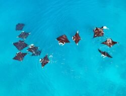 Konservasi Indonesia Ungkap Habitat Penting Pari Manta Karang di Raja Ampat