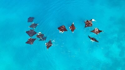 Foto: Pari Manta Karang Raja Ampat-Papua Barat Daya/Istimewa