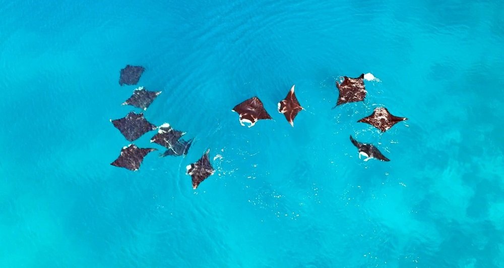 Foto: Pari Manta Karang Raja Ampat-Papua Barat Daya/Istimewa