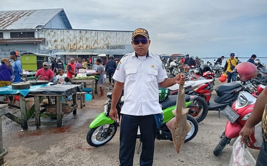 KET: Salah seorang petugas PSDKP Sorong mengamankan satu ekor ikan hiu pari di di Pelabuhan Pendaratan dan Pelelangan Ikan (PPI) Klaligi, Kota Sorong, Papua Barat Daya, pada Rabu (12/2/2025)/Dony Kumuai