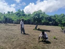 Tani Merdeka Papua Tengah Turun ke Sawah, Dorong Ketahanan Pangan Lewat Aksi Nyata