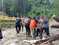 Pantauan Satgas Bencana, Hujan Deras Sebabkan Banjir dan Pohon Tumbang di Waisai