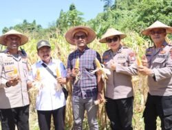Dukung Ketahanan Pangan, Polres Raja Ampat dan Biro SDM Polda Papua Barat Daya Panen Jagung Bersama di Waisai