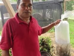 Terima Bantuan Bibit Nila dan Lele dari Pemerintah Pusat, Yohan Kalaibin Apresiasi Perhatian Presiden Prabowo