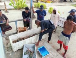 Sinergi Anak Muda dan Dunia Usaha: UIN-R4 dan PT GAG Nikel Bangun Harapan Baru Ekonomi Nelayan Raja Ampat