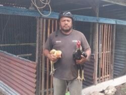 Bantuan Ternak Ayam Dorong Ekonomi Rakyat, Pemerintah Percayakan Pengelolaan kepada LMA Raja Ampat
