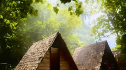 Menembus Rimba Waigeo: Petualangan Alam di Labuta Homestay Teluk Mayalibit