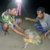 Bangkit dari Keterbatasan, Warga Yenbekaki Selamatkan Penyu Sisik dari Ancaman Kepunahan