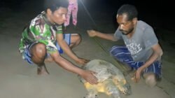 Bangkit dari Keterbatasan, Warga Yenbekaki Selamatkan Penyu Sisik dari Ancaman Kepunahan