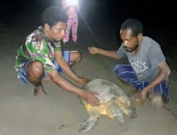 Bangkit dari Keterbatasan, Warga Yenbekaki Selamatkan Penyu Sisik dari Ancaman Kepunahan