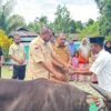 Pemkab Raja Ampat Salurkan 16 Ekor Sapi Kurban Se-Raja Ampat Sambut Idul Adha 1447 H