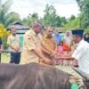 Pemkab Raja Ampat Salurkan 10 Ekor Sapi Kurban untuk Masjid di Waisai, Wujud Kepedulian Sambut Iduladha 2026