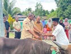 Pemkab Raja Ampat Salurkan 10 Ekor Sapi Kurban untuk Masjid di Waisai, Wujud Kepedulian Sambut Iduladha 2026