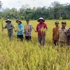 Panen Raya di Salawati Tengah, Petani Harapkan Solusi Irigasi dan Air Bersih dari Pemkab Raja Ampat