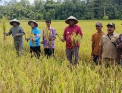 Panen Raya di Salawati Tengah, Petani Harapkan Solusi Irigasi dan Air Bersih dari Pemkab Raja Ampat